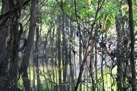 Amazon flood forest